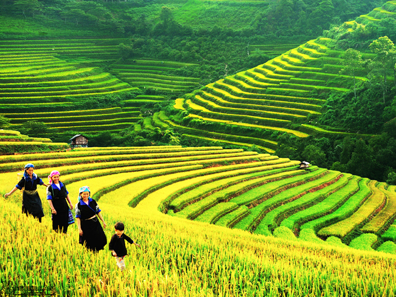 Terraced rice paddy field in Sapa